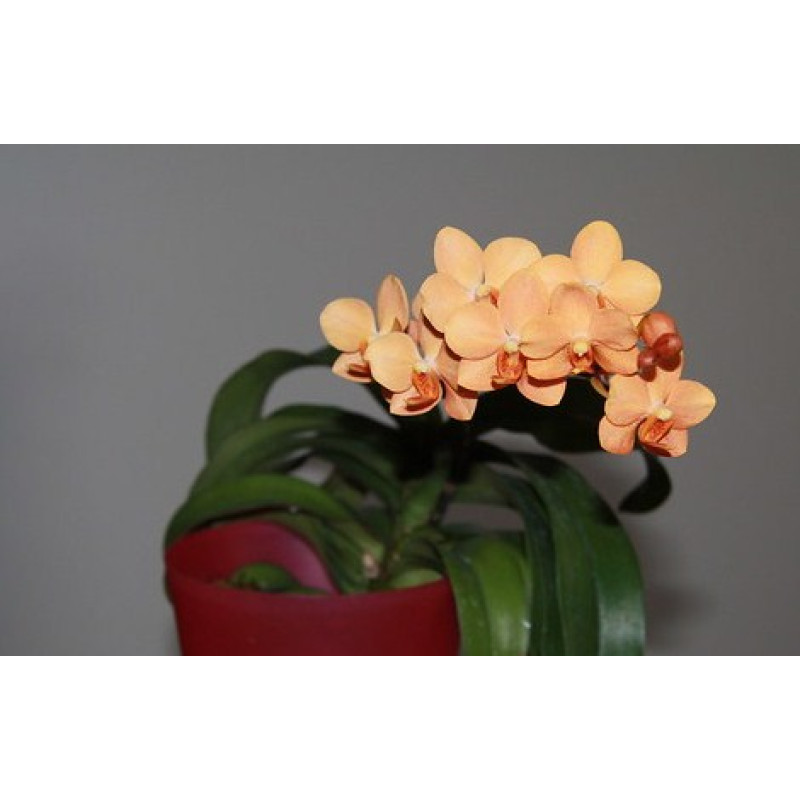 Орхiдея Asc. Irene Dobkin Elmhurst уцінка - купити, доставка Україна